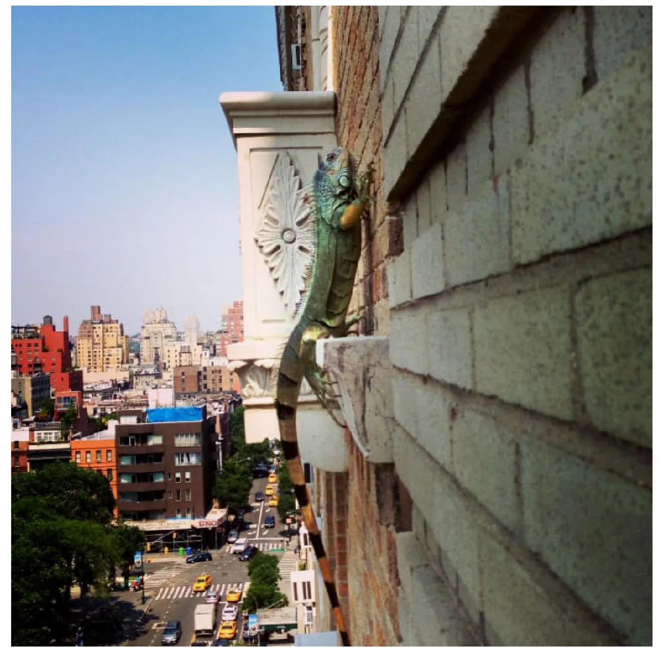 Biggie the iguana hanging on for dear life above the streets of Manhattan.